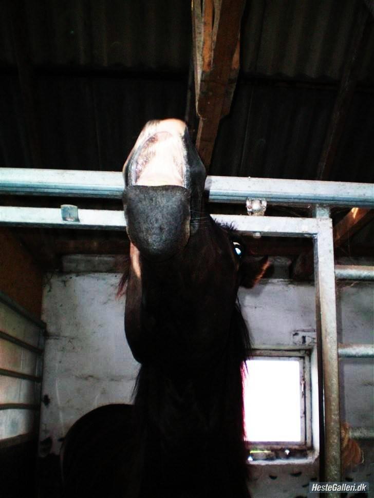 Welsh Cob (sec D) Valhallas Maggie May billede 2