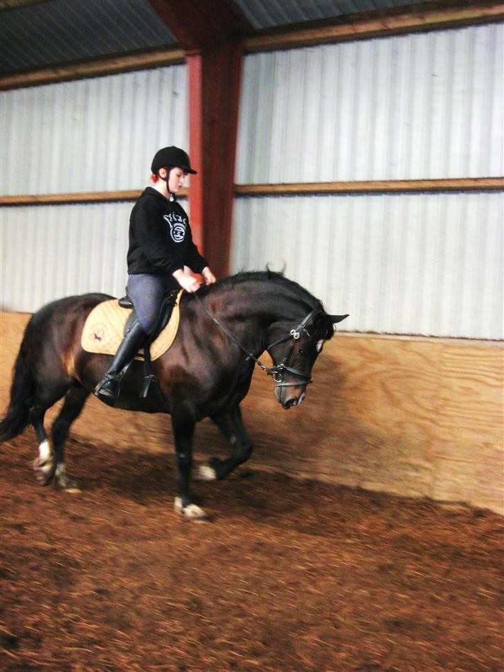 Welsh Cob (sec D) Valhallas Maggie May billede 4