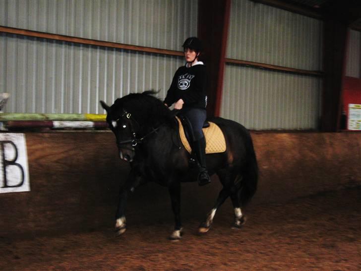 Welsh Cob (sec D) Valhallas Maggie May billede 5