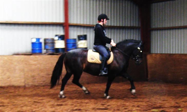 Welsh Cob (sec D) Valhallas Maggie May billede 6