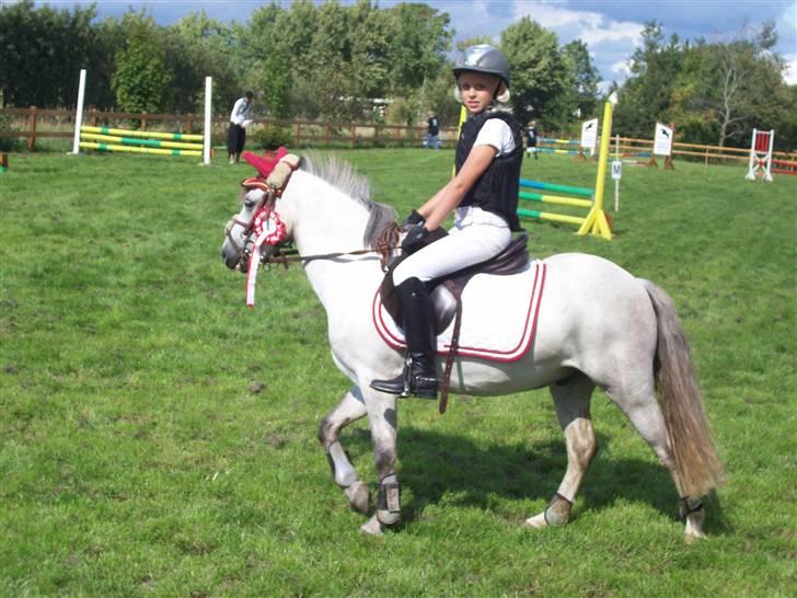 Welsh Pony (sec B) mikado billede 15