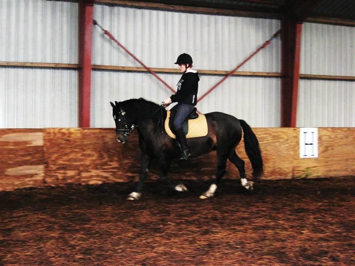 Welsh Cob (sec D) Valhallas Maggie May billede 7