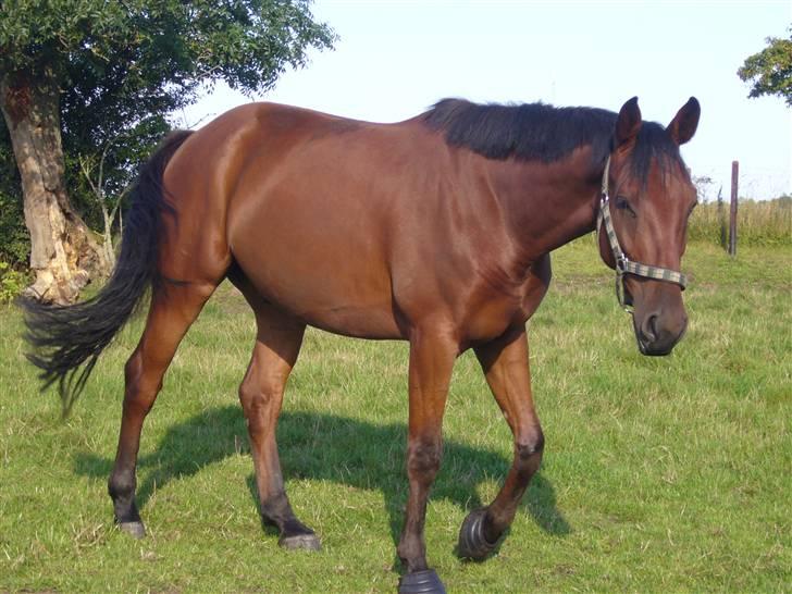Oldenborg / fuldblod Cadiz <3 - F O T O M O D E L <3 <3 <3  billede 10