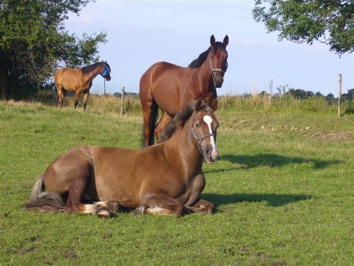 Oldenborg / fuldblod Cadiz <3 - Den gamle Bedste Ven <3  billede 11