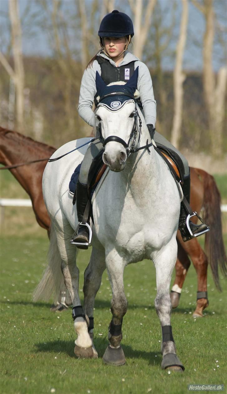 Connemara Calle - SOLGT - //Fotomb// billede 4