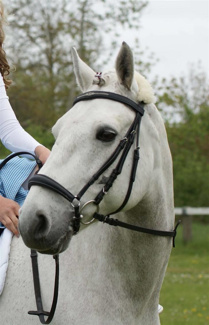 Connemara Calle - SOLGT -  //fotomb// konfirmation -- elsker det her billede billede 5