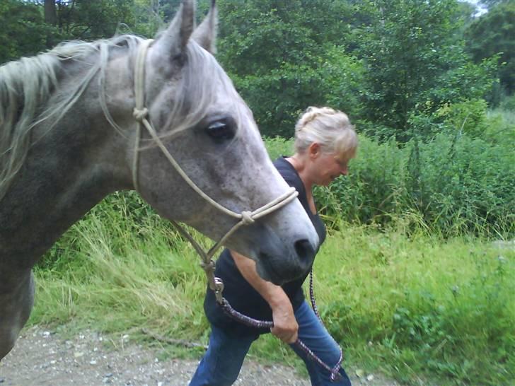 Arabisk fuldblod (OX) TU Impulsiv (Kalif) billede 9