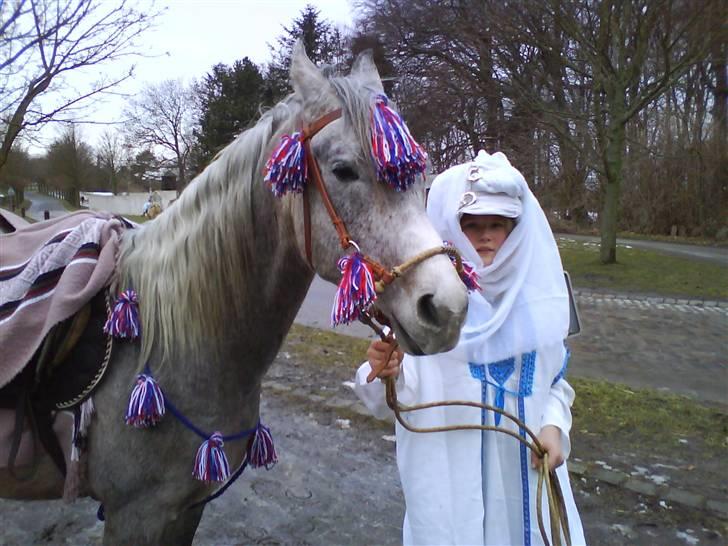 Arabisk fuldblod (OX) TU Impulsiv (Kalif) billede 10