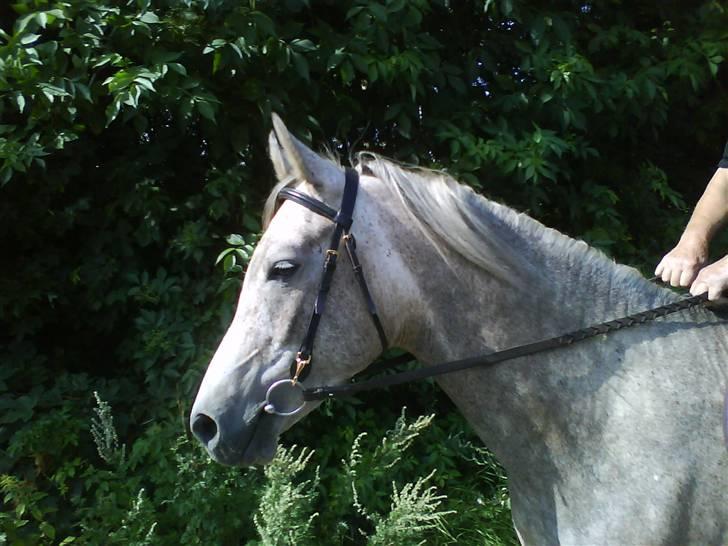 Arabisk fuldblod (OX) TU Impulsiv (Kalif) billede 11