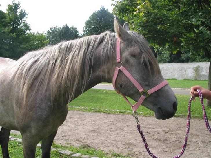 Arabisk fuldblod (OX) TU Impulsiv (Kalif) billede 12