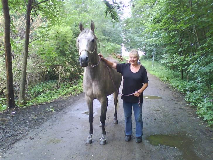 Arabisk fuldblod (OX) TU Impulsiv (Kalif) billede 13