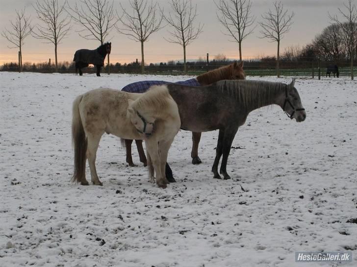 Arabisk fuldblod (OX) TU Impulsiv (Kalif) - //billede taget af Katrine P billede 14