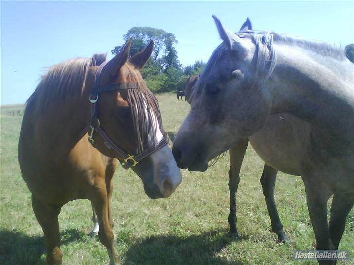 Arabisk fuldblod (OX) TU Impulsiv (Kalif) billede 15