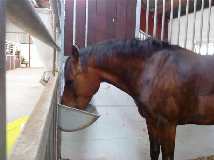 DSP Sir Anton Marron - smaske smaske<3 maaaaad<3 elsker det siger lille rongse<3 billede 6