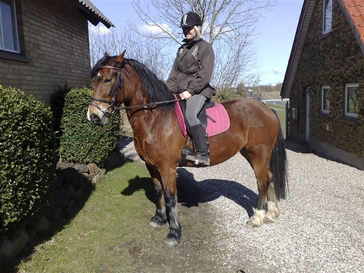 Welsh Cob (sec D) lindberg(den)nellie (os)  billede 2