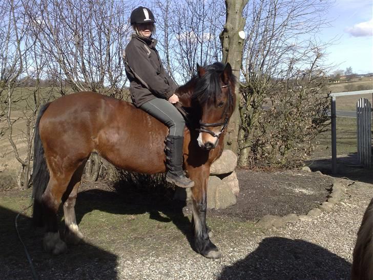 Welsh Cob (sec D) lindberg(den)nellie (os)  billede 6