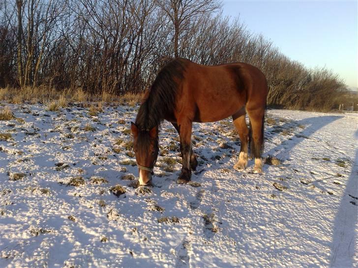 Welsh Cob (sec D) lindberg(den)nellie (os)  billede 7