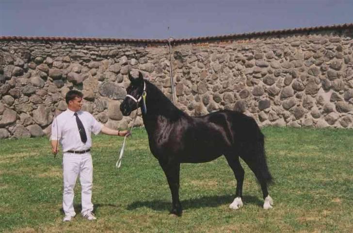 Welsh Cob (sec D) lindberg(den)nellie (os)  - nellie´s mor billede 8