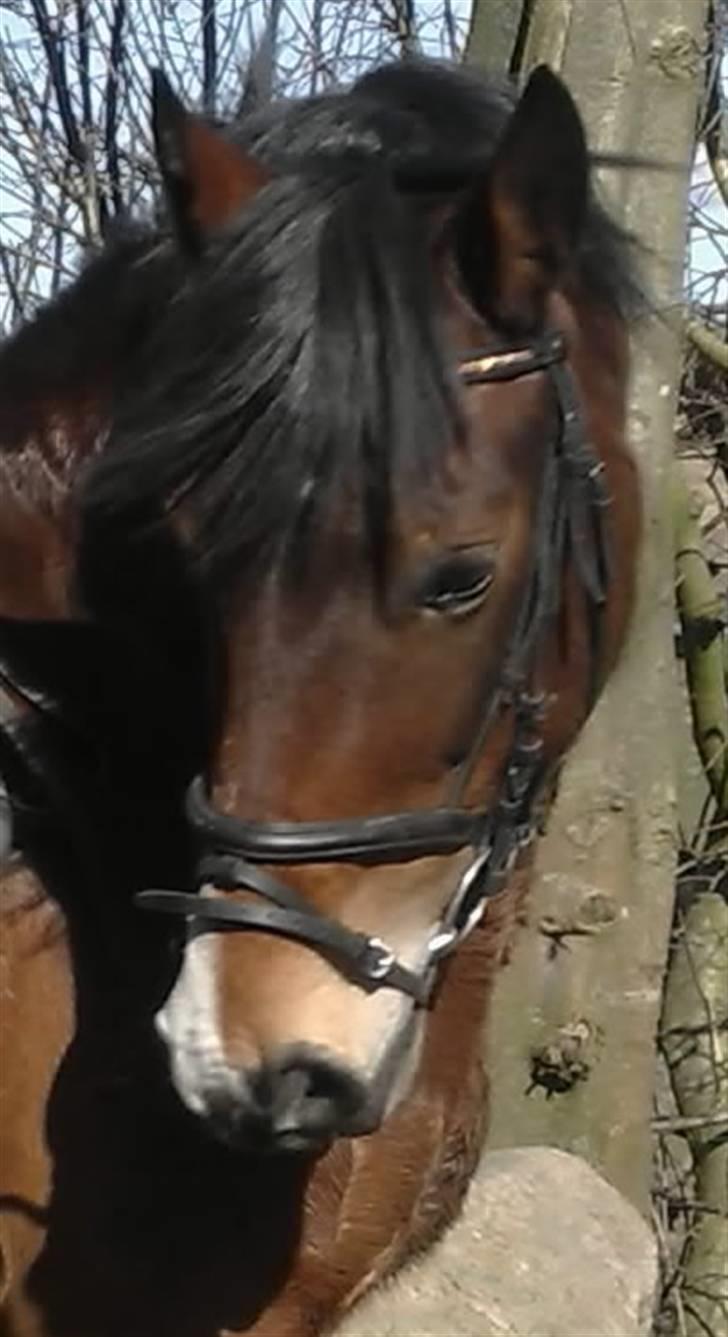 Welsh Cob (sec D) lindberg(den)nellie (os)  billede 9