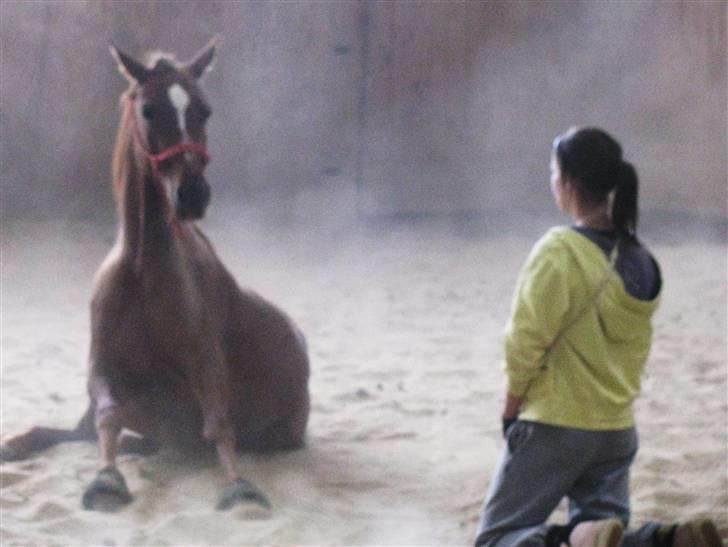 DSP Firhøjs Nobi - min engel - hvis du kan, kan jeg os !!  billede 13