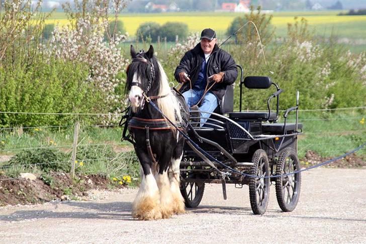 Irish Cob Jesper af Høvegård billede 1