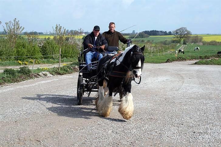 Irish Cob Jesper af Høvegård billede 2