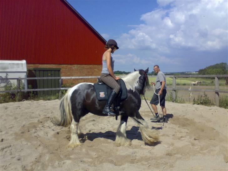 Irish Cob Jesper af Høvegård billede 3