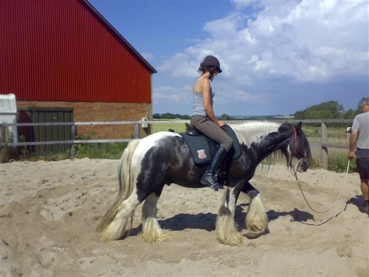 Irish Cob Jesper af Høvegård billede 4