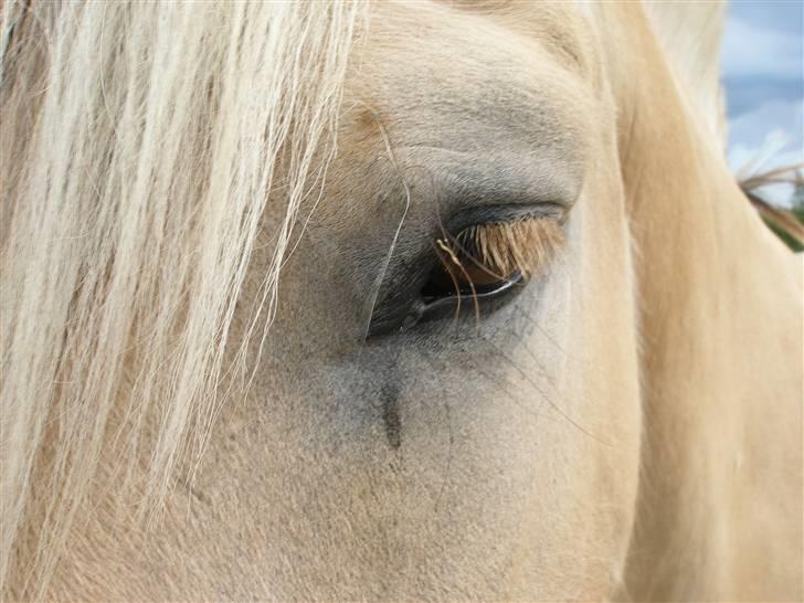 Fjordhest Tor - Elsker ham <33 billede 12