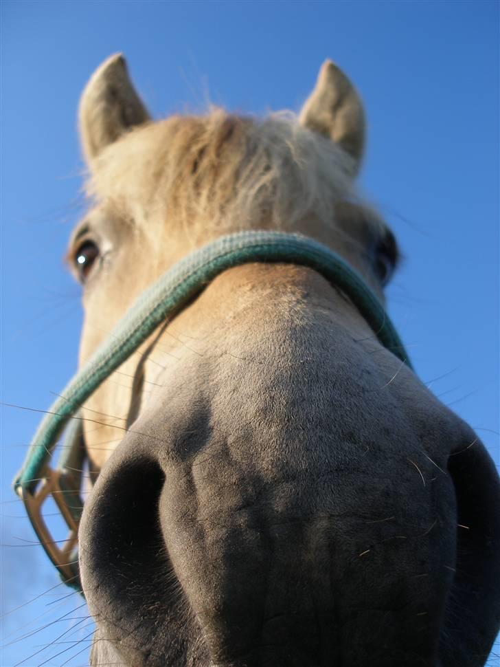 Fjordhest Tor - Elsker det her billed.. Især fordi bagrunden er helt blå.. Min ynglings farve ;) billede 1