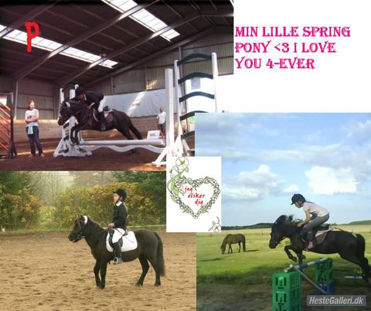 Shetlænder •'» Prins (miin skiid)<33 - miin spring pony 4 ever.<3 billede 17