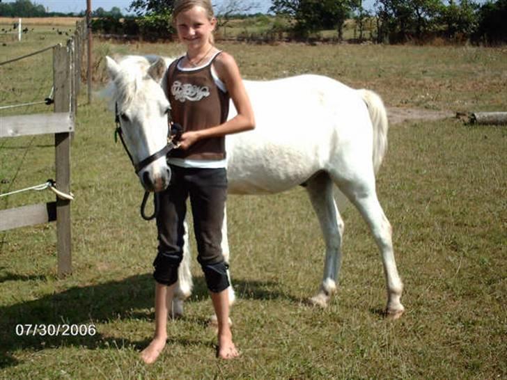 Welsh Mountain (sec A) Bufas - Så fin<3 Helt hvid <3 han ser ikke ligefrem total opspændt ud, men han er da pæn af en 35´årig og være?  billede 16