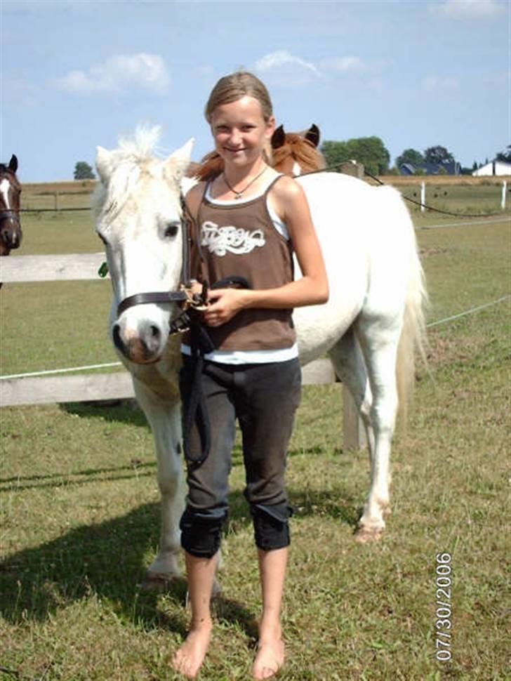 Welsh Mountain (sec A) Bufas - Buf... Han var fin, på trods af sin alder!!  billede 17