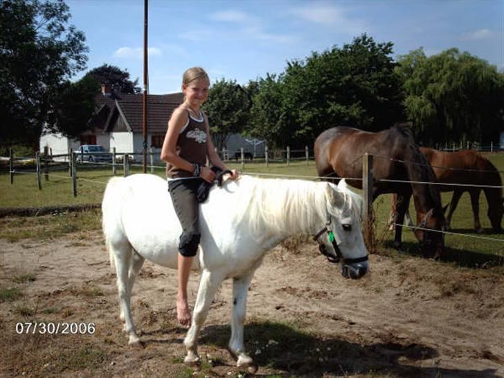 Welsh Mountain (sec A) Bufas - Så sød og rar. Jeg må indrømme at jeg var for stor til ham til sidst :( Gamle dreng <3 billede 18