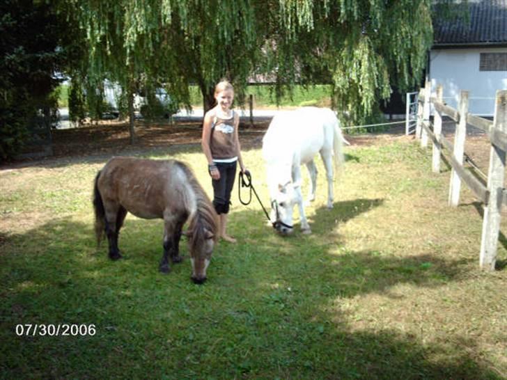 Welsh Mountain (sec A) Bufas - Så fin<3 han ser ikke ligefrem total opspændt ud, men han er da pæn af en 35´årig og være?  billede 19