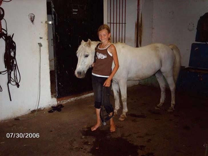 Welsh Mountain (sec A) Bufas - Så fin<3 han ser ikke ligefrem total opspændt ud, men han er da pæn af en 35´årig og være?  billede 20