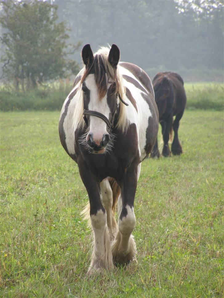 Tinker Wiingreens Adele  *solgt* billede 9