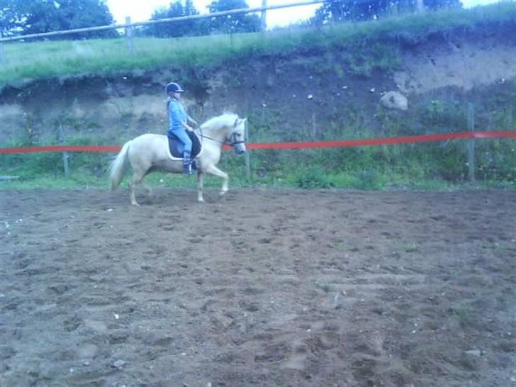 Gotlandsruss molly<333 billede 13