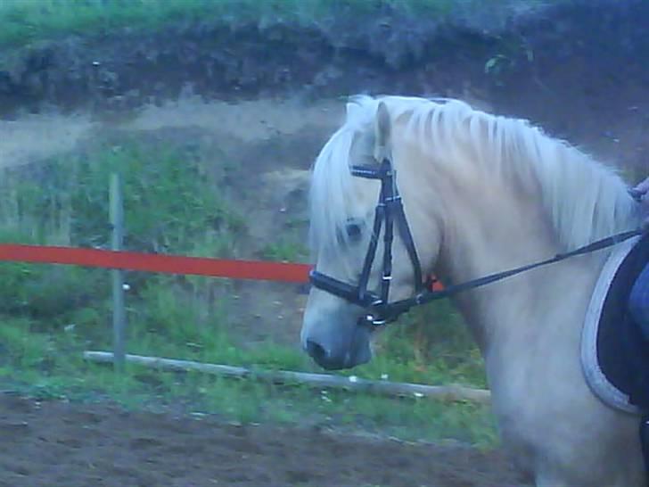 Gotlandsruss molly<333 - he hun er altså smuk<3 billede 14