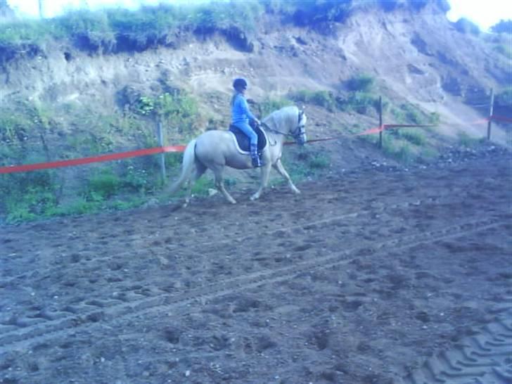 Gotlandsruss molly<333 - <3 billede 16