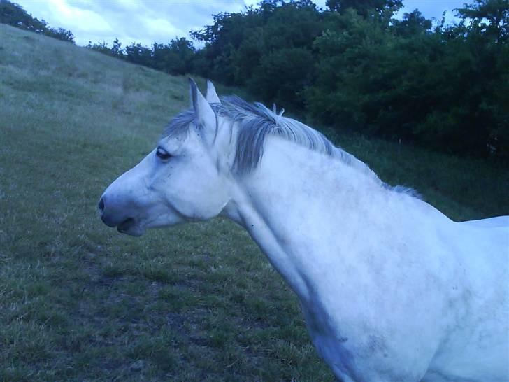 Anden særlig race Sebastian<3 Savner dig! billede 5