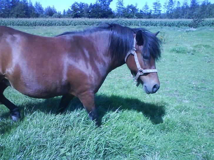 Dartmoor Skovbrynets Freja billede 1