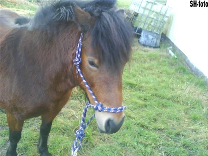 Dartmoor Skovbrynets Freja billede 2