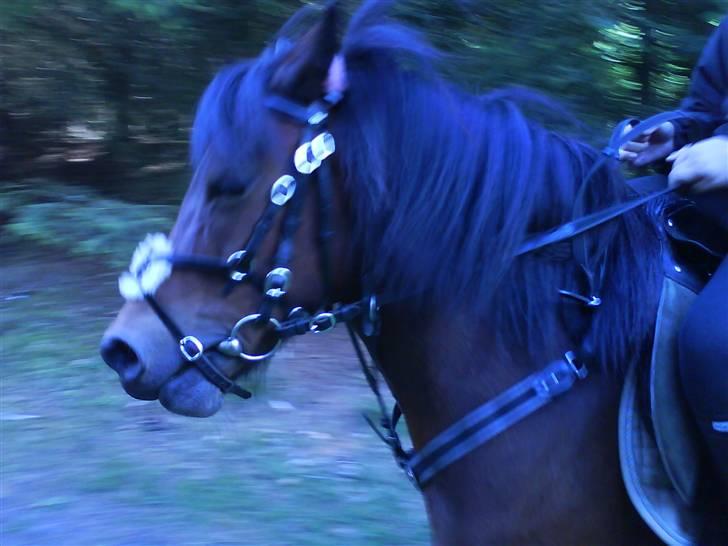 Dartmoor Skovbrynets Freja billede 3