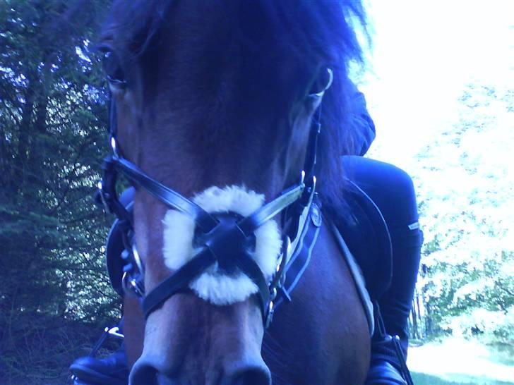 Dartmoor Skovbrynets Freja billede 4