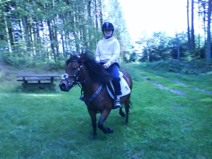 Dartmoor Skovbrynets Freja - Penille og Freja billede 5