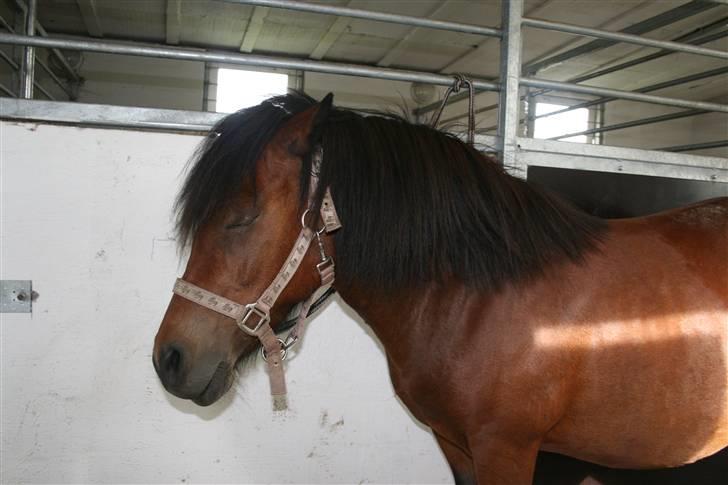 Dartmoor Skovbrynets Freja billede 6