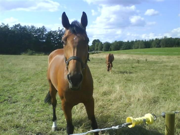 Hollandsk Varmblod Verna R.I.P - Skønne Verna :b billede 15