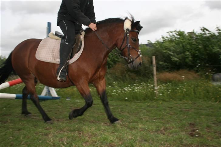 Dartmoor Skovbrynets Freja billede 7