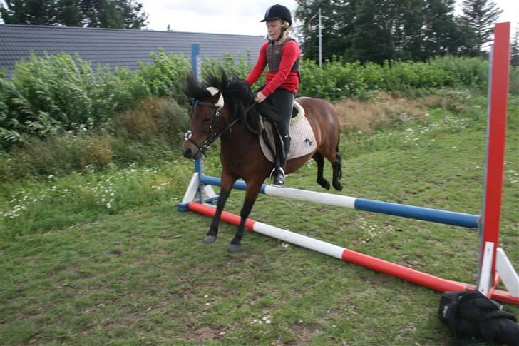 Dartmoor Skovbrynets Freja billede 8